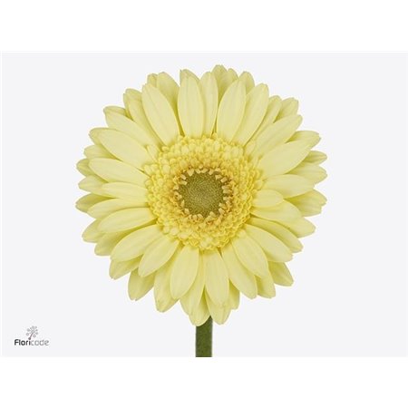 Mini Gerbera Green Tea x20 c1917