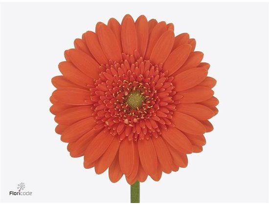Mini Gerbera Green Tea x20 c1918