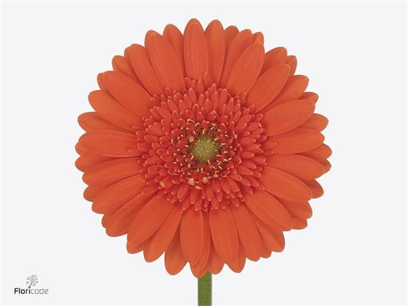 Mini Gerbera Green Tea x20 c1918