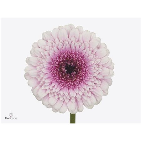 Mini Gerbera Henry x20 c1920