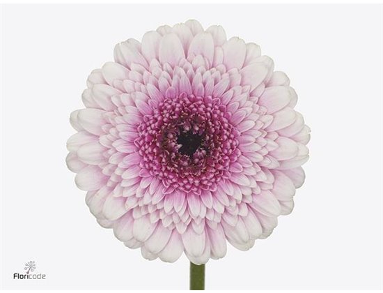 Mini Gerbera Herrera x20 c1921