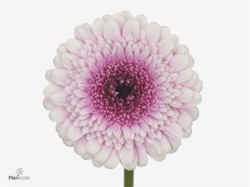Mini Gerbera Herrera x20 c1921