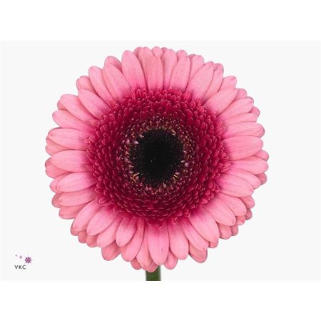 Mini Gerbera Isabelle x20 c1922