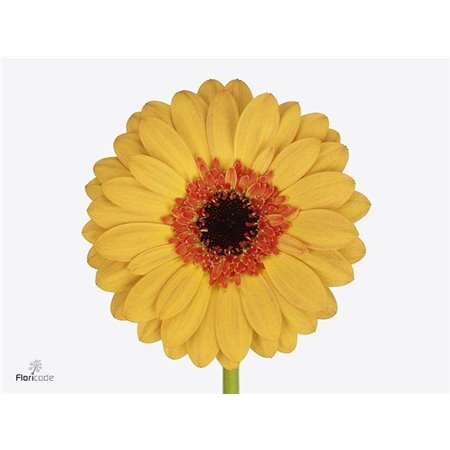 Mini Gerbera Jazzy x20 c1923