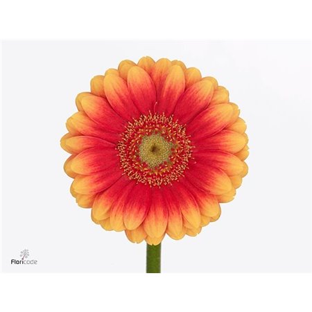 Mini Gerbera Juanita x20 c1925
