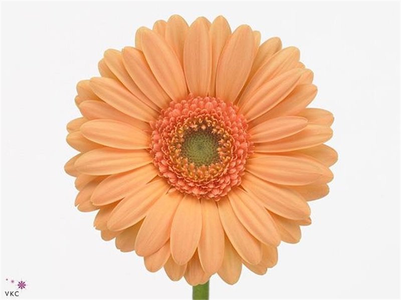 Mini Gerbera Juanita x20 c1927