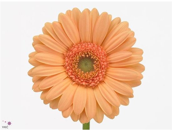 Mini Gerbera Judo x20 c1928
