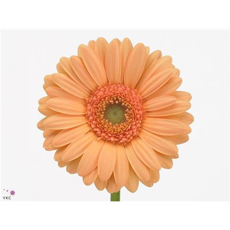 Mini Gerbera Judo x20 c1928
