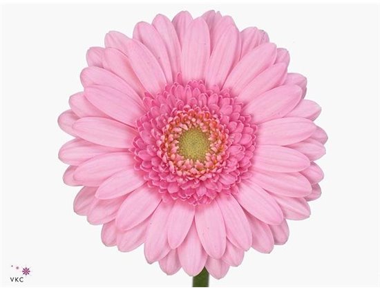 Mini Gerbera Ketchup x20 c1931