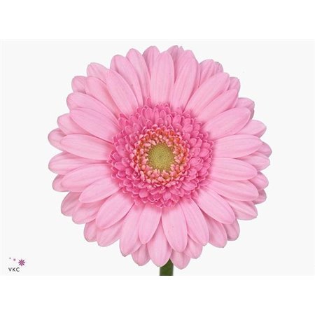 Mini Gerbera Ketchup x20 c1931