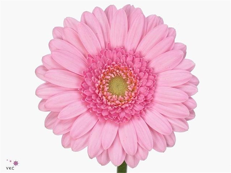 Mini Gerbera Kimsey x20 c1932