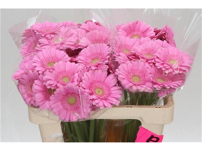 Mini Gerbera Kirstey x20 c1933