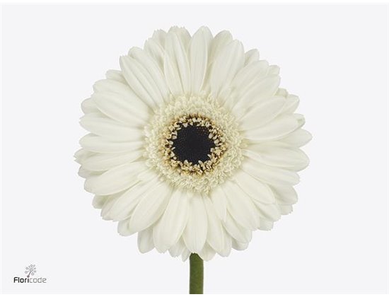 Mini Gerbera Kirstey x20 c1934