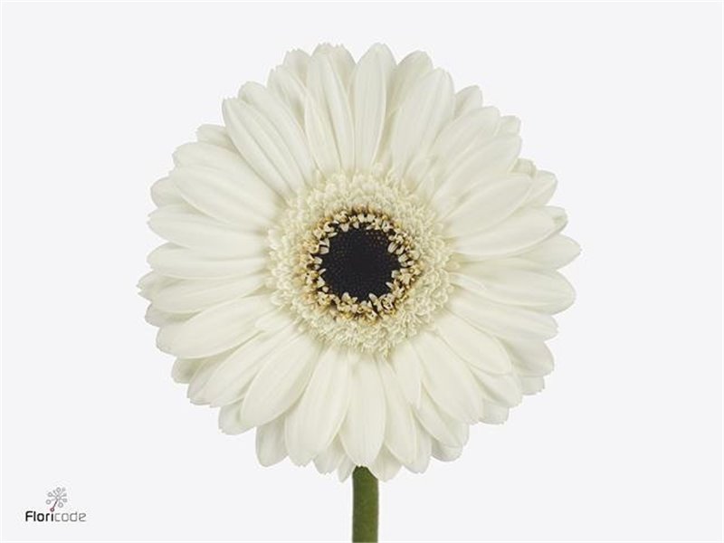 Mini Gerbera Kirstey x20 c1934