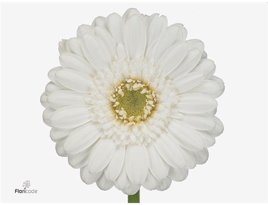Mini Gerbera Lobby x20 c1936