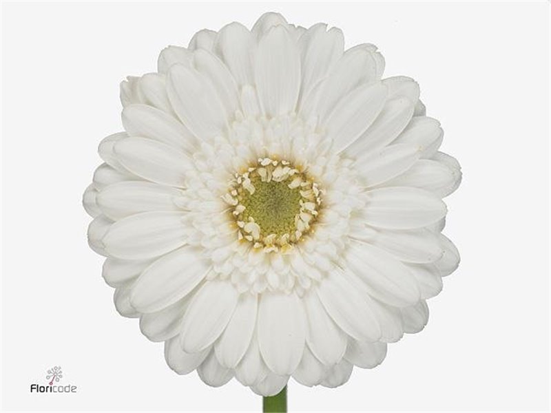 Mini Gerbera Lobby x20 c1936