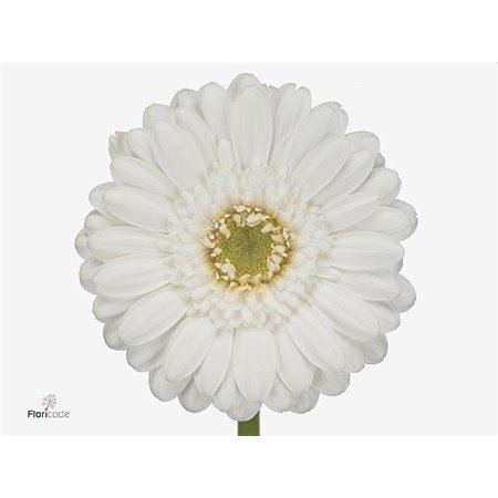 Mini Gerbera Lobby x20 c1936