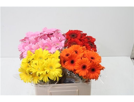Mini Gerbera Mixed 4 Colour X80 c1938