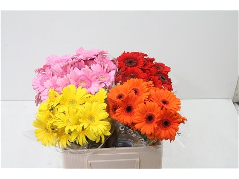 Mini Gerbera Mixed 4 Colour X80 c1938