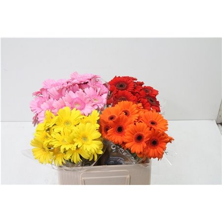 Mini Gerbera Mixed 4 Colour X80 c1938