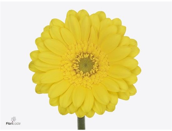 Mini Gerbera Moreno x20 c1940