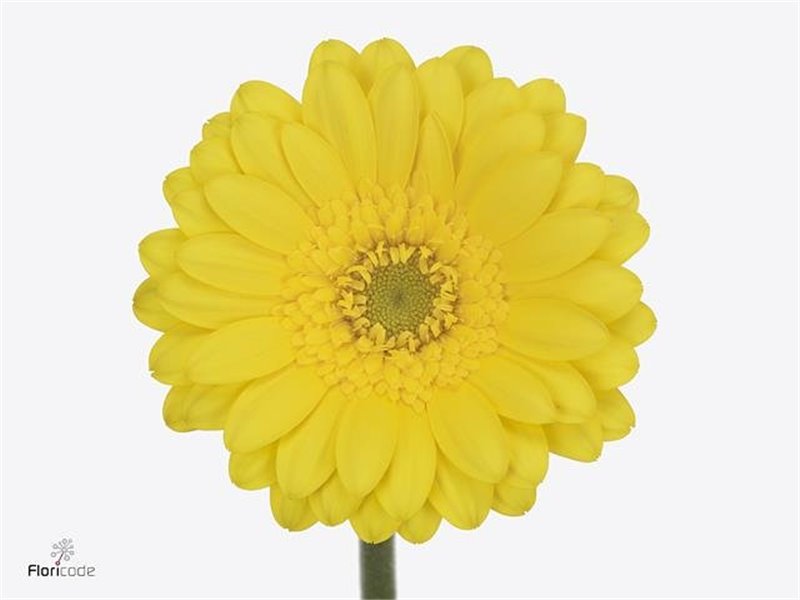 Mini Gerbera Moreno x20 c1940
