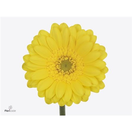 Mini Gerbera Moreno x20 c1940