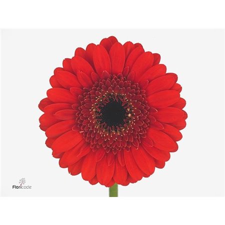 Mini Gerbera Nirvana x20 c1941