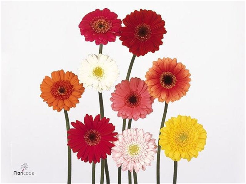Mini Gerbera Pastel Mixed 4 Colour X80 c1944