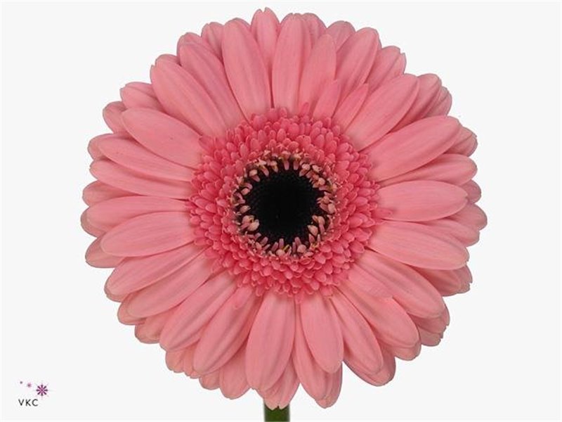 Mini Gerbera Petticoat x20 c1945