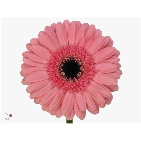 Mini Gerbera Petticoat x20 c1945