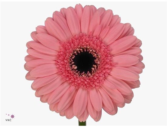 Mini Gerbera Petticoat x20 c1946