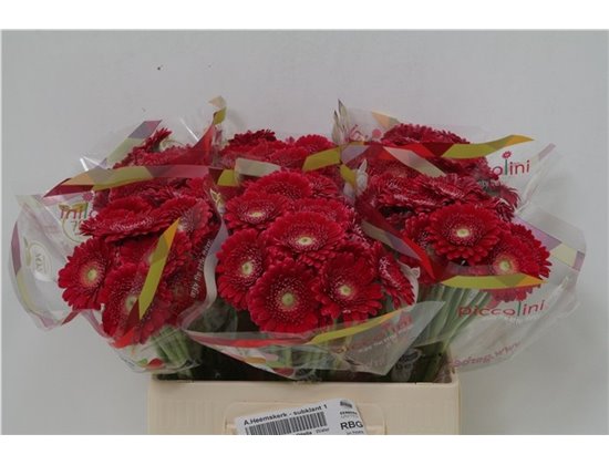 Mini Gerbera Piccolini Ditella c1948