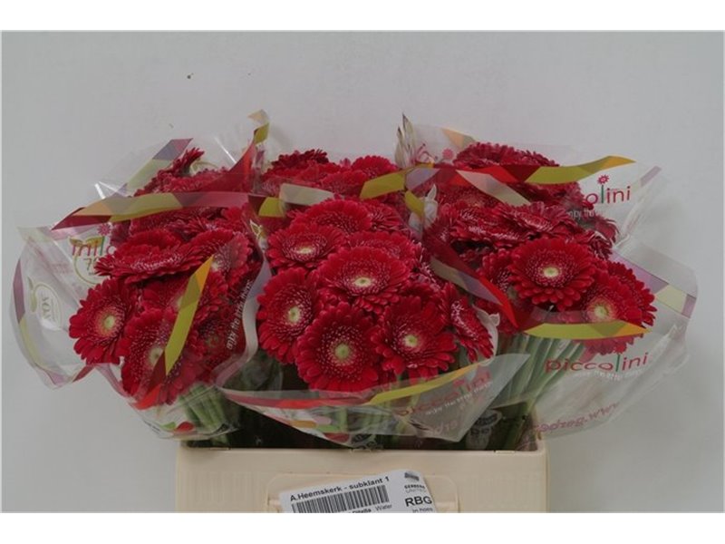 Mini Gerbera Piccolini Ditella c1948