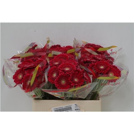 Mini Gerbera Piccolini Ditella c1948