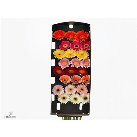 Mini Gerbera Piccolini Mixed Fust c1949
