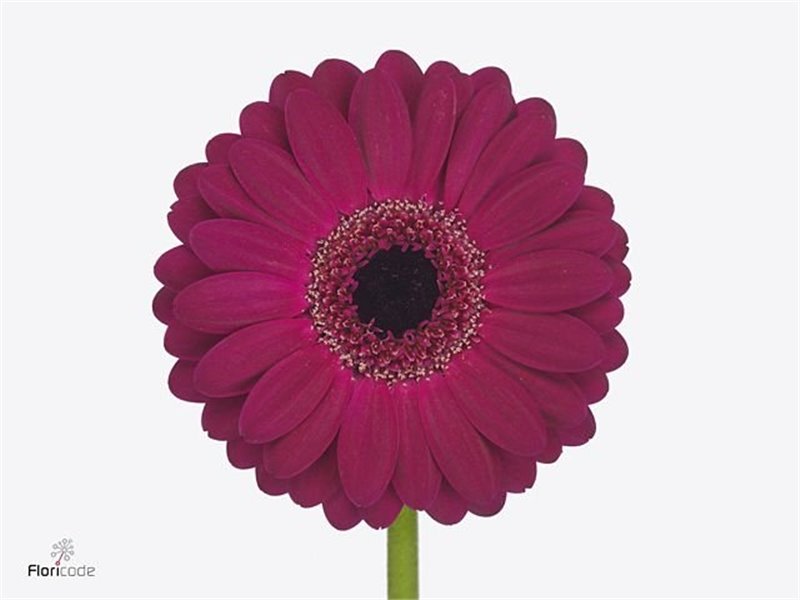 Mini Gerbera Piccolini Mixed Fust c1950
