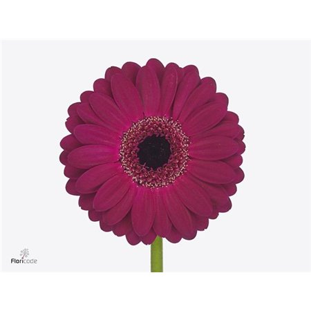 Mini Gerbera Platini x20 c1951