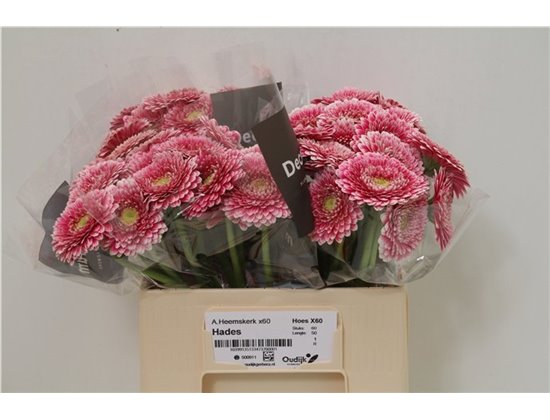 Mini Gerbera Platini x20 c1952