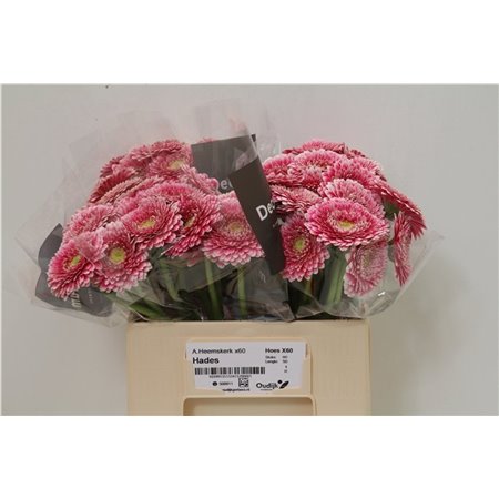 Mini Gerbera Pom Hades x20 c1953