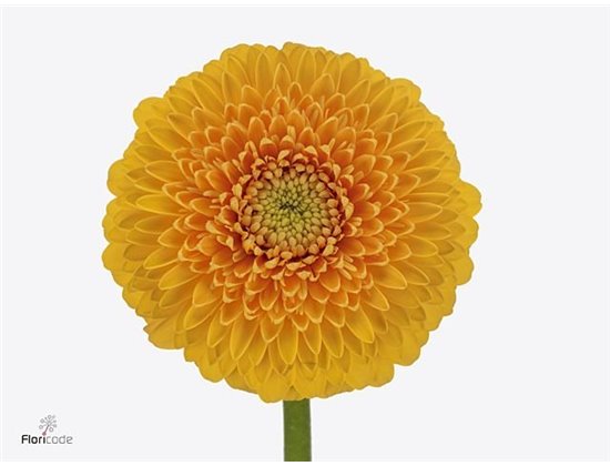 Mini Gerbera Pom Honeydew x20 c1954