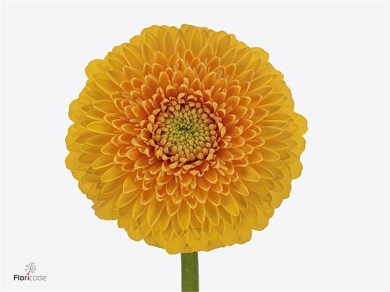 Mini Gerbera Pom Honeydew x20 c1954