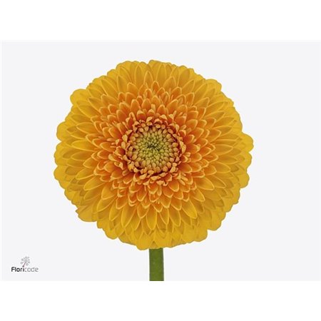 Mini Gerbera Pom Honeydew x20 c1954