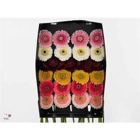 Mini Gerbera Pom Mixed 4 Colour 1 c1955