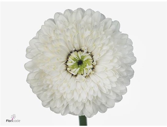 Mini Gerbera Pomponi Amando x20 c1957