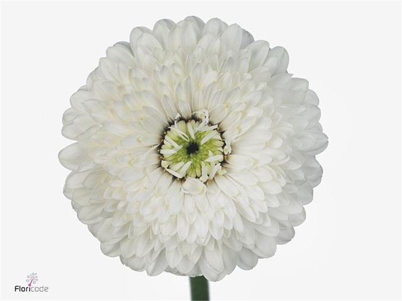 Mini Gerbera Pomponi Amando x20 c1957