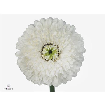 Mini Gerbera Pomponi Amando x20 c1957