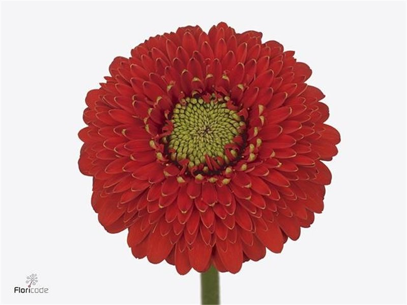 Mini Gerbera Pomponi Amore x20 c1958