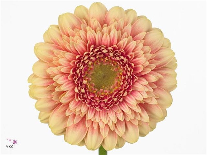 Mini Gerbera Pomponi Bebob x20 c1961