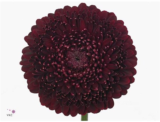 Mini Gerbera Pomponi Bebob x20 c1962